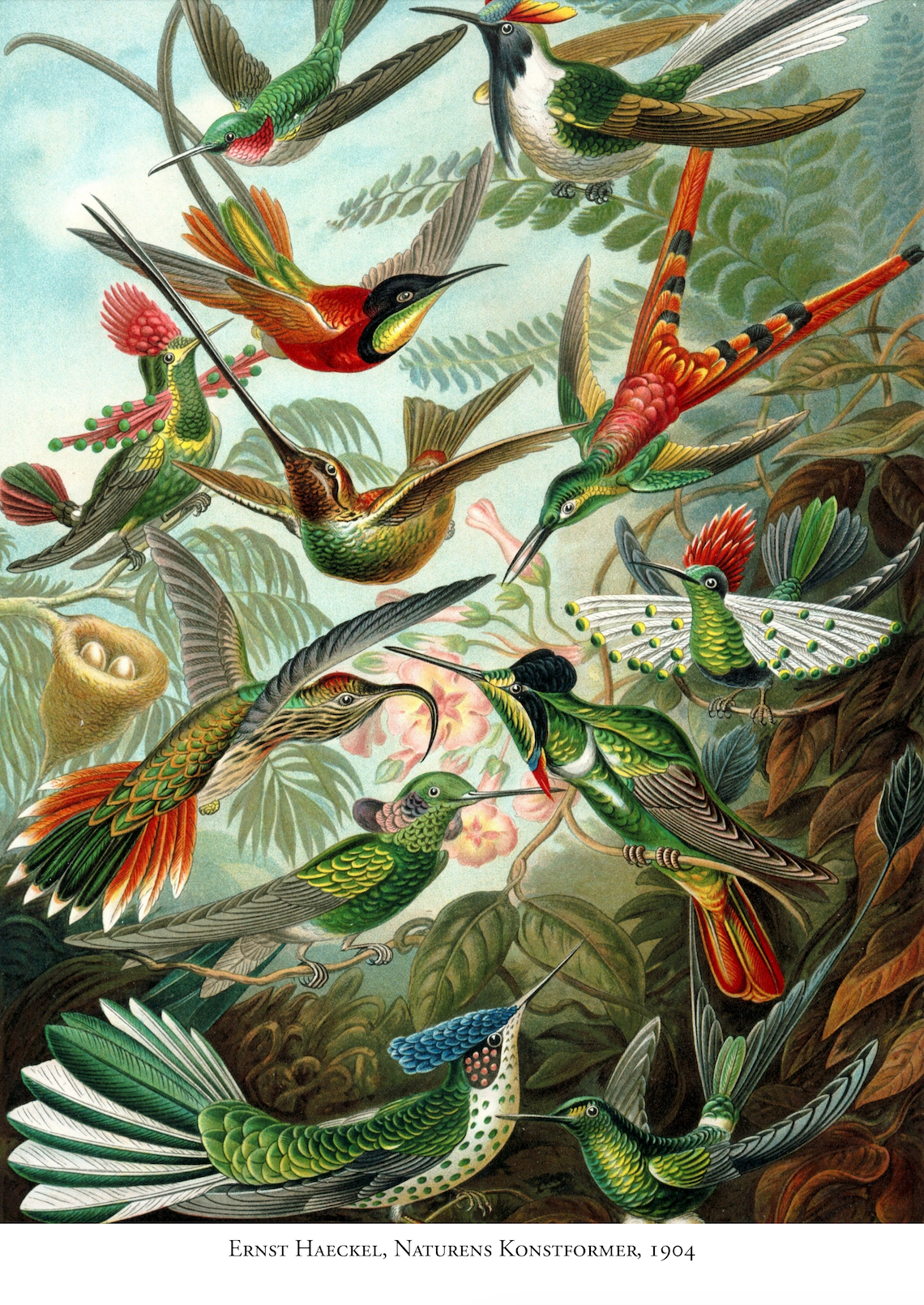 Ernst Haeckel
