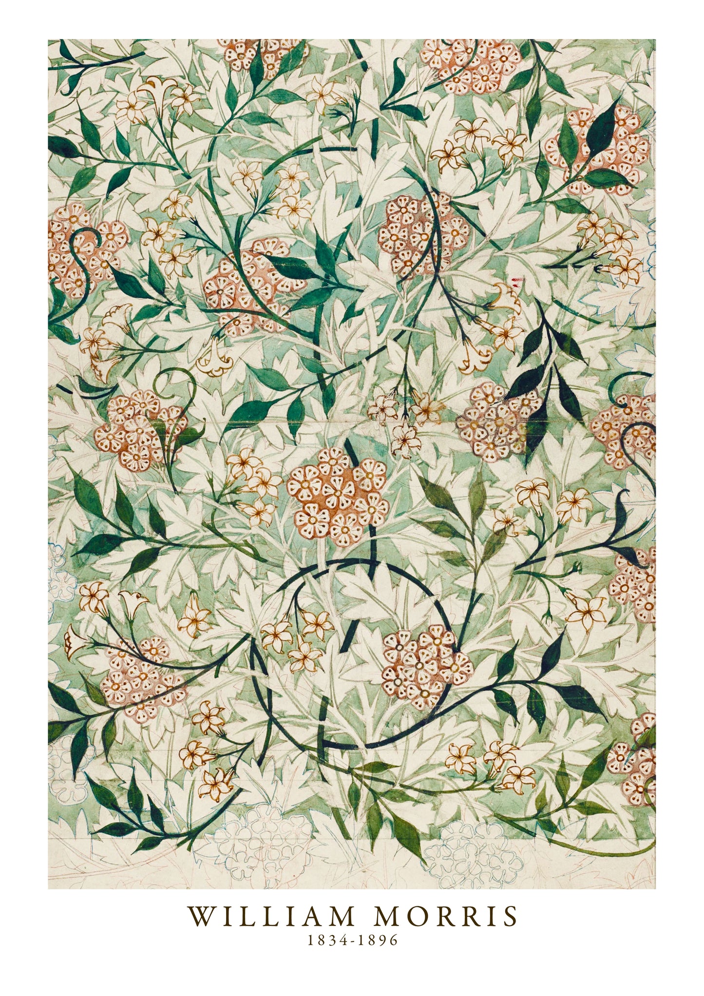Jasmine 
