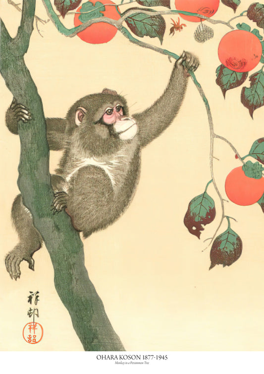 Monkey in a persimmon tree