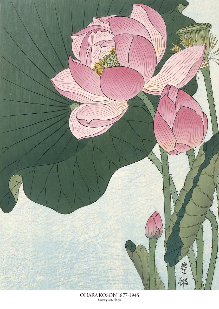 Blooming Lotus Flowers