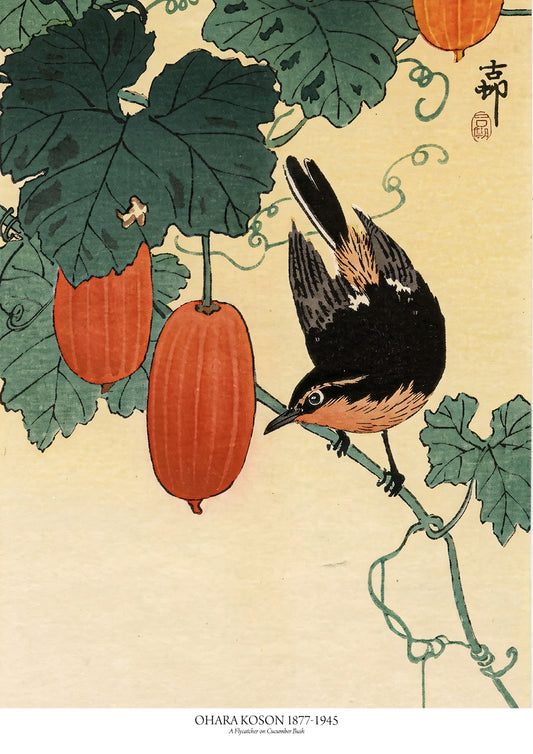 A Flycatcher on Cucumber Bush