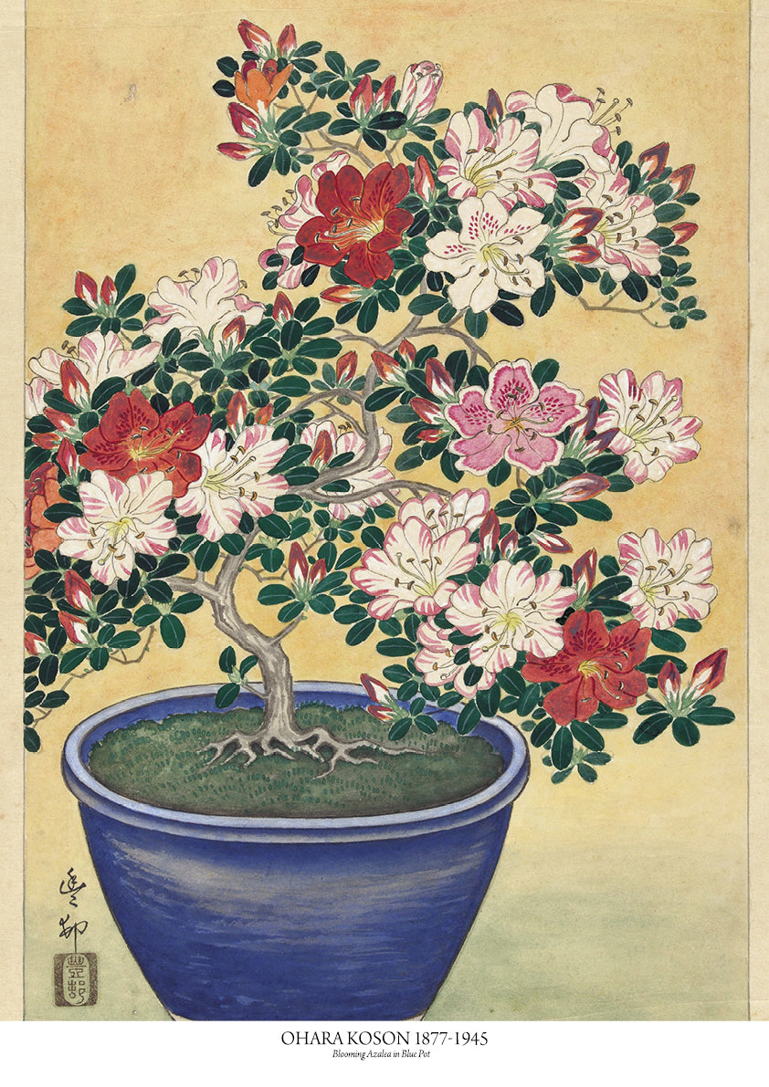 Blooming Azalea in Blue Pot