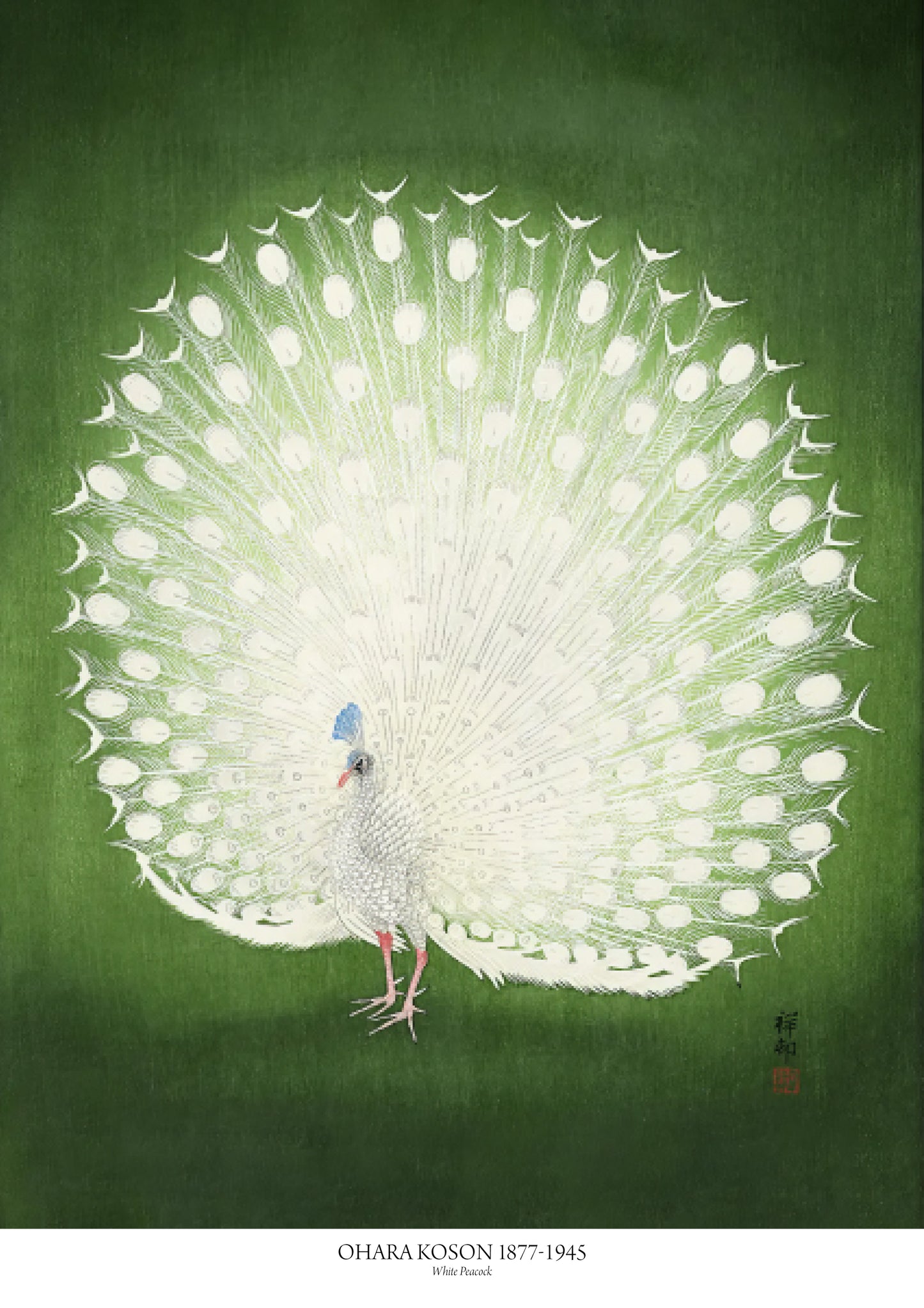 Peacock