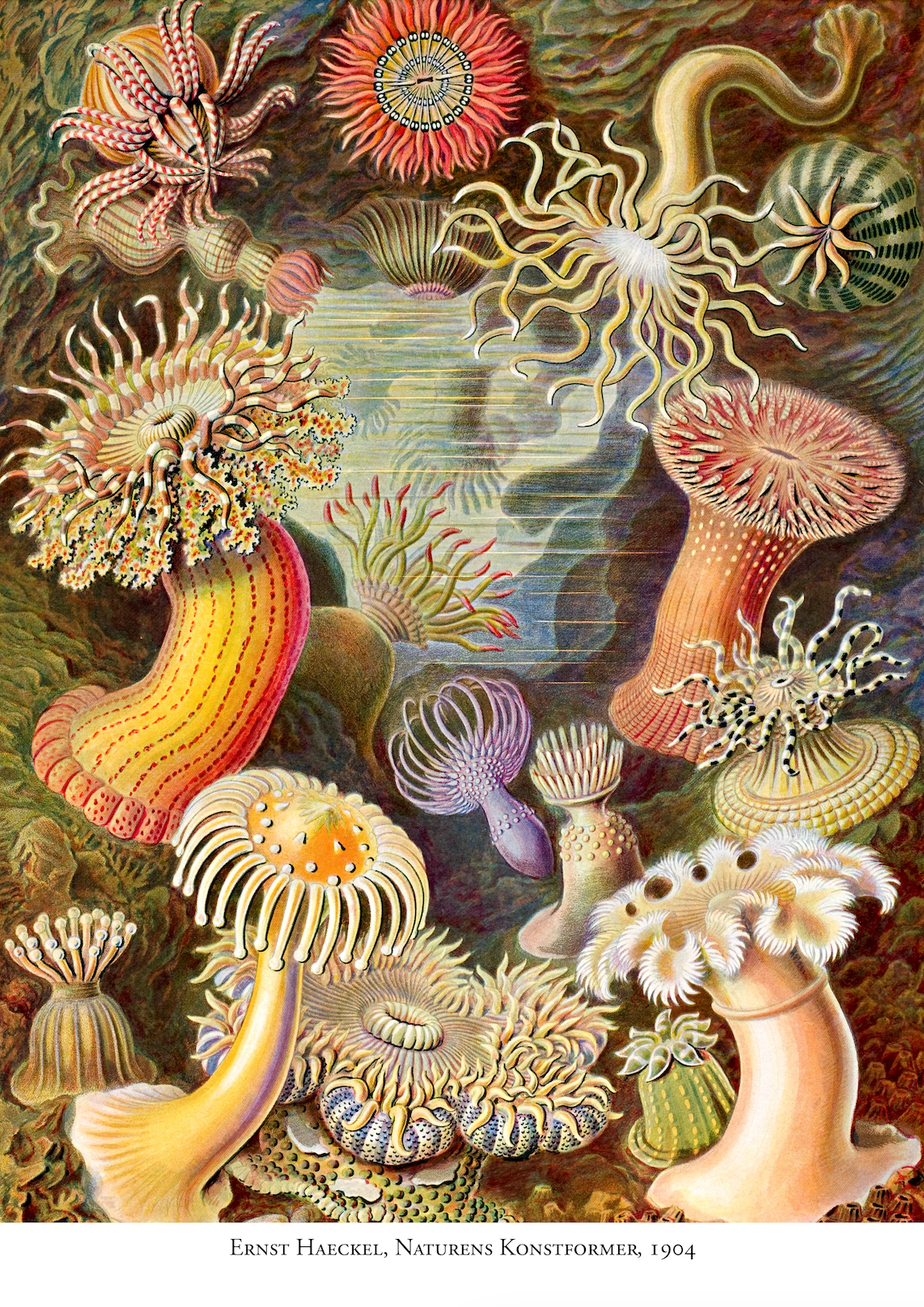Havsanemoner