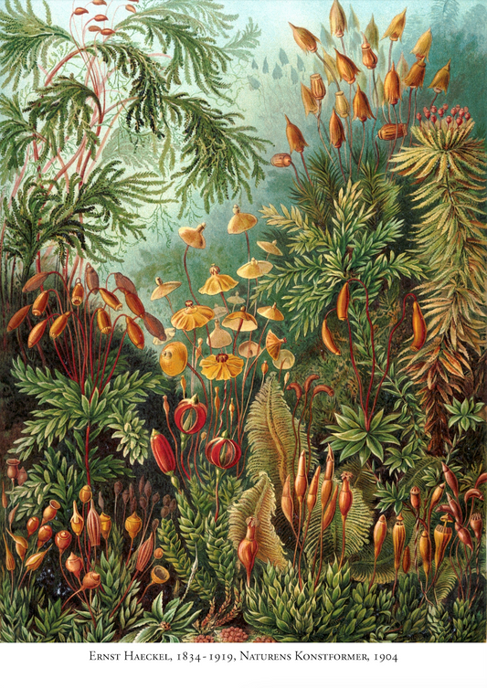 Naturens konstformer