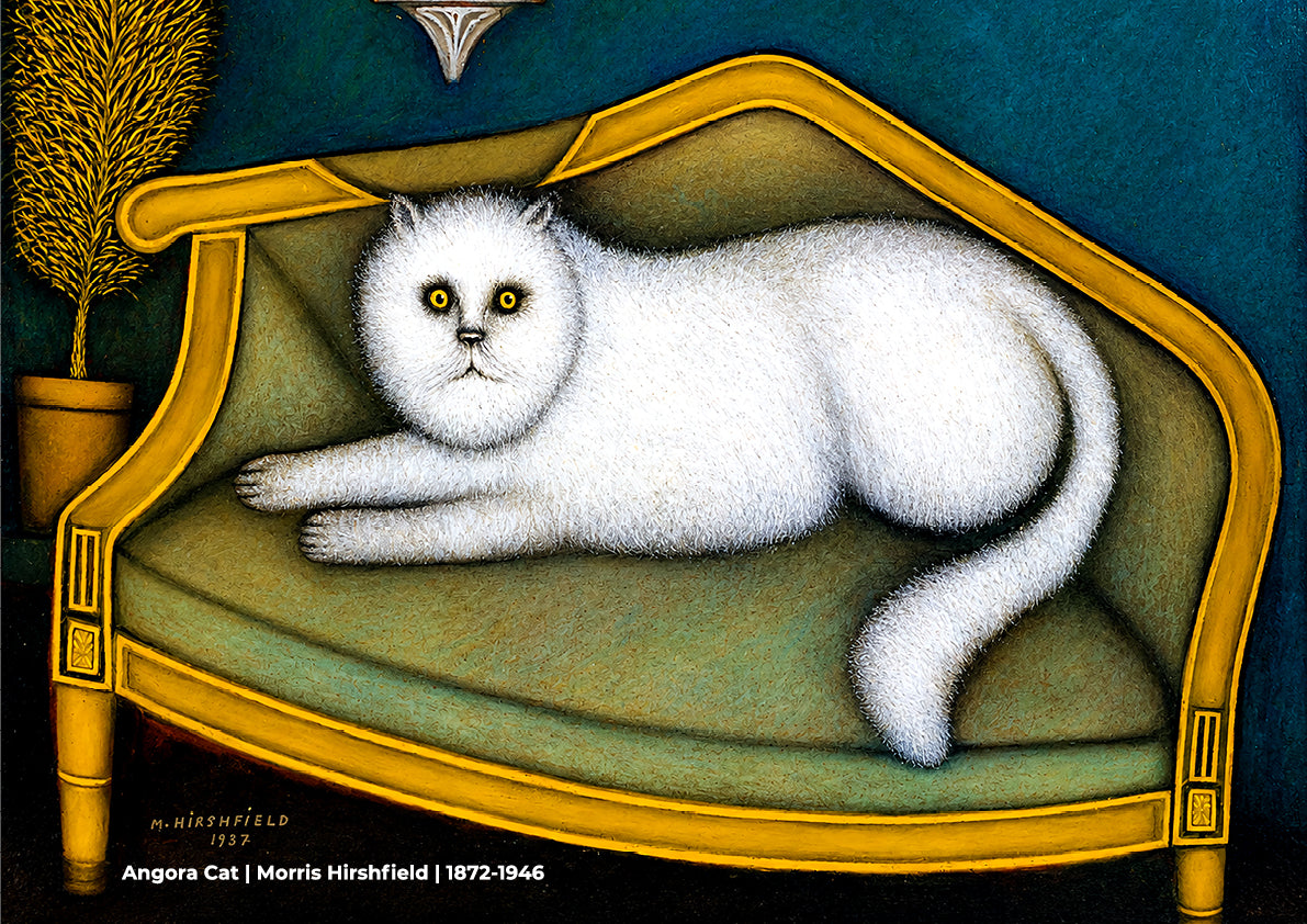 Angora Cat