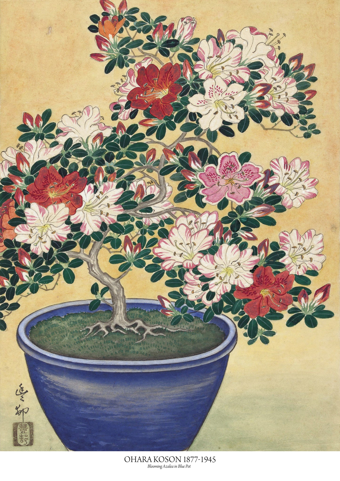 Blooming Azalea in Blue Pot