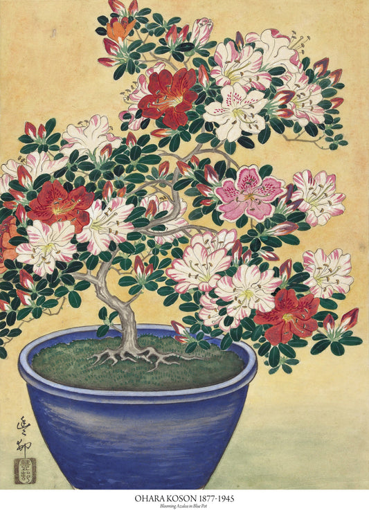 Blooming Azalea in Blue Pot
